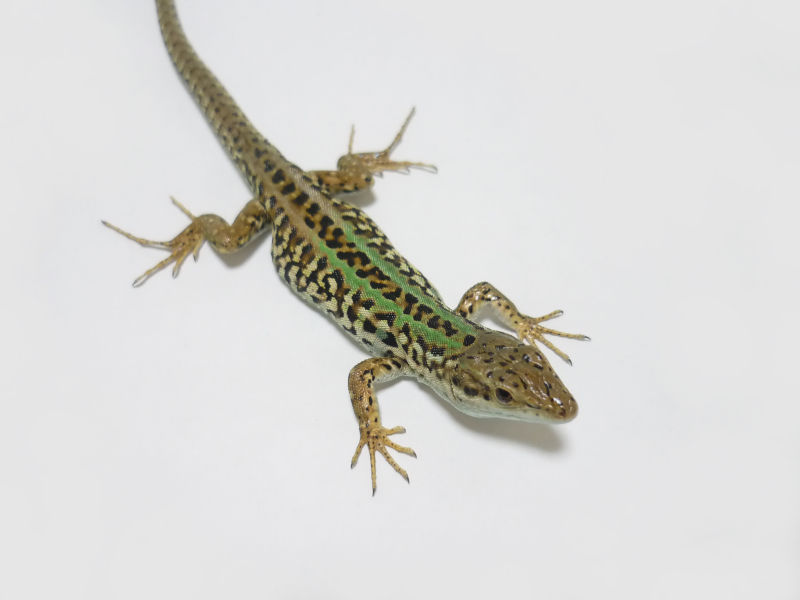 人気特価激安 夏休みSALE 切株アクアリウムシェルター 爬虫類 魚類 カナヘビ メダカ