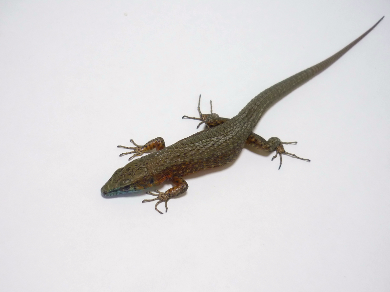 動植物関連書籍 ＞ 爬虫類 ＞ トカゲ ＞ カナヘビ ＞ アジアの