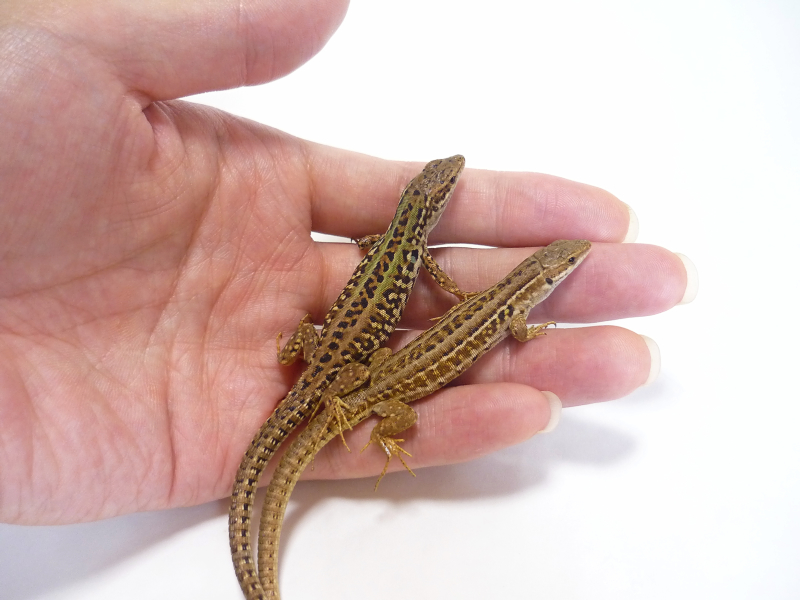 ガマガエルページ がまくんとかえるくん｜【ぬいぐるみのセキグチ】メーカー公式通販