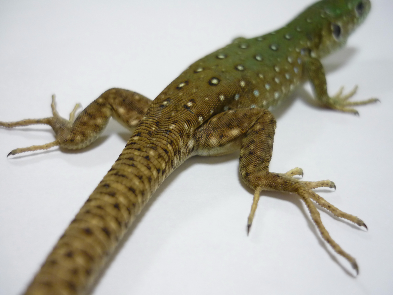 カナヘビ ニワカナヘビ - Wikipedia