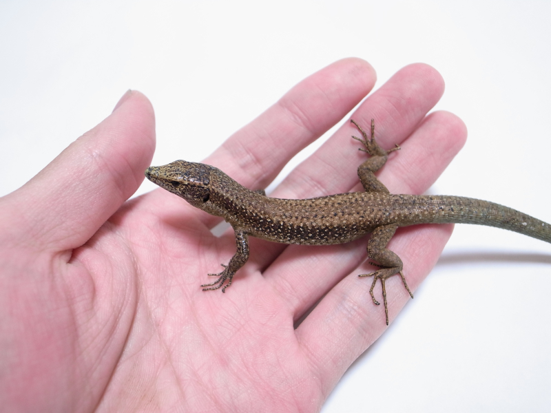 ガマガエルページ ガマガエルページ EROICA DOUBLE | カワシマサイクルサプライ